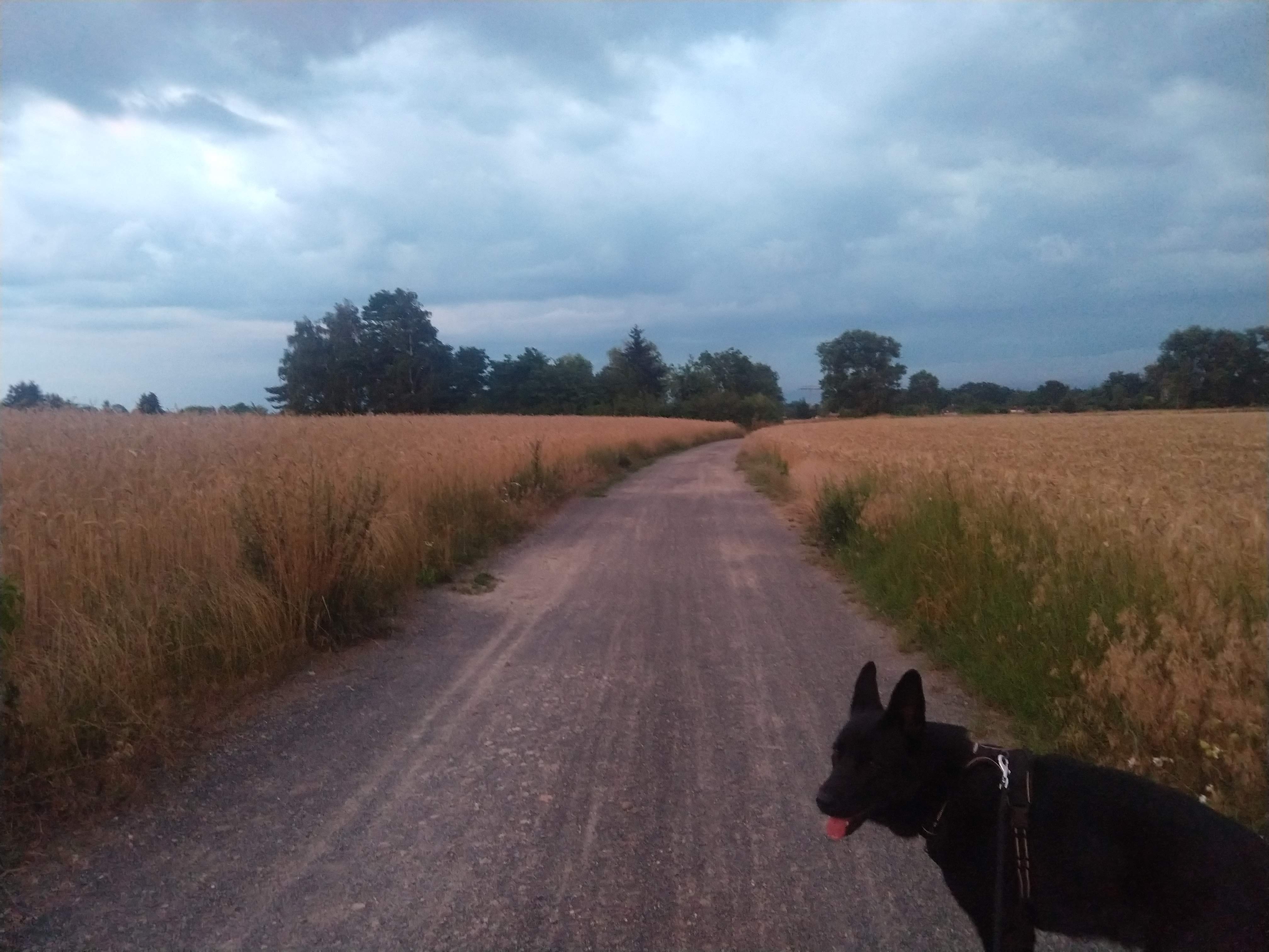 Mia on a country lane between golden fields beneath a cloudy sky